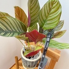 観葉植物　カラテア　小
