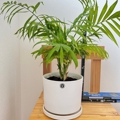 観葉植物　テーブルヤシ