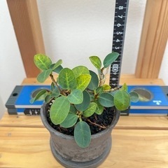 観葉植物　パンダガジュマル