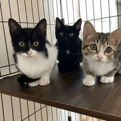【里親募集】甘えん坊子猫3匹