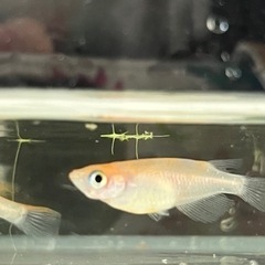 めだかの画像