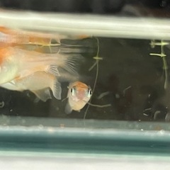 めだかの画像
