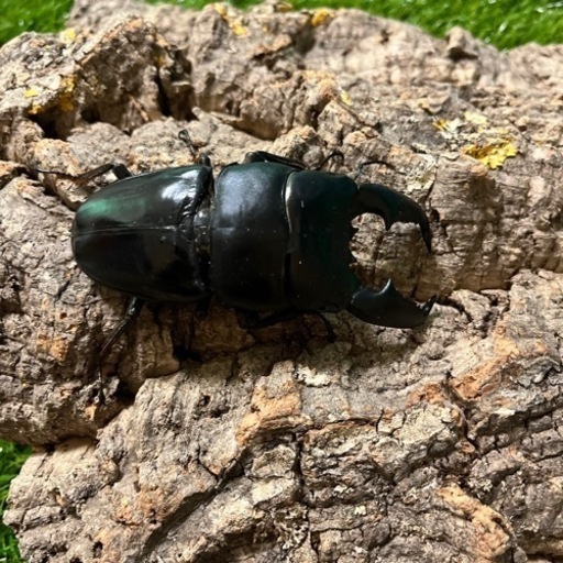 スマトラオオヒラタ(大型系)98mmペア