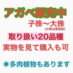 🔴アガベ　多品種販売中(子株〜大株) 🔴