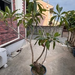 プルメリア鉢植え-1