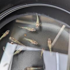[星めだか]令和オーロララメ幹之サファイア1ペア〜の画像
