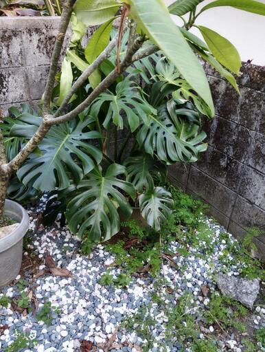 まぁまぁ大きいモンステラ（取引者決定）