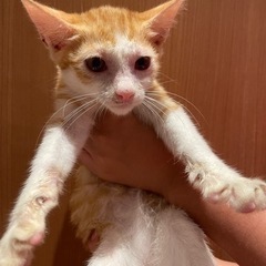 保護猫 ♂ 推定3ヶ月 茶トラ