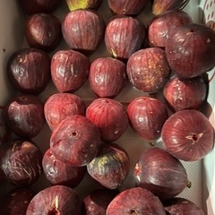 いちじく　加工用③