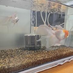 水草がほしいです。金魚、メダカ、イモリ用