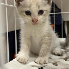 🌸１ヶ月子猫2匹🌸里親決定 - 由利本荘市