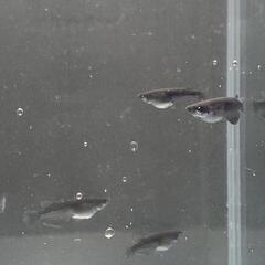 ブラックジュエリー若魚(2cm前後)1ペア販売