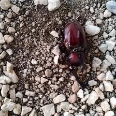 カブトムシ　国産レッドボディピンクアイの幼虫8匹です。の画像