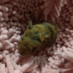 テディモルモット　赤ちゃん　茶色
