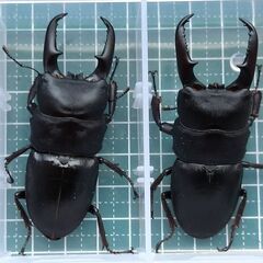 本土ヒラタクワガタ　鹿児島産　大型　2ペア　※使用済み