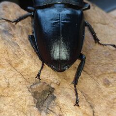 本土ヒラタクワガタ　鹿児島産　大型　2ペア　※使用済みの画像