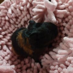 テディモルモット　赤ちゃん　黒☓茶色