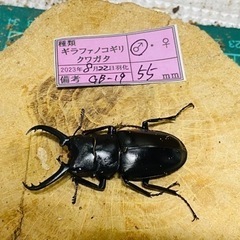⑧ギラファノコギリクワガタ　新成虫ペアの販売の画像