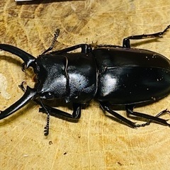 ⑧ギラファノコギリクワガタ　新成虫ペアの販売の画像