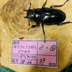 ⑧ギラファノコギリクワガタ　新成虫ペアの販売の画像