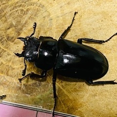 ⑧ギラファノコギリクワガタ　新成虫ペアの販売の画像