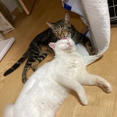優しいキジトラ＆まっ白 仲良しなオス2匹 里親募集中です！推定4...