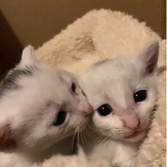 8月24日の大雨の時に流されて親と逸れた子猫。