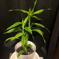 サンデリアーナ  観葉植物  植木の画像