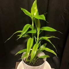 サンデリアーナ  観葉植物  植木の画像