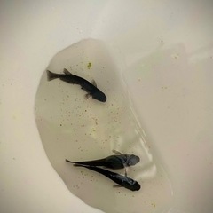 【取引完了】オロチ　若魚　1匹50円の画像