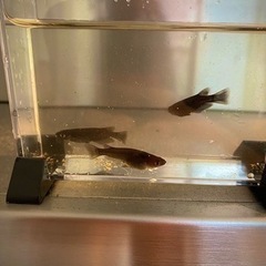 【取引完了】オロチ　若魚　1匹50円の画像