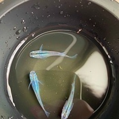 【取引完了】マリンブルー深海　若魚1匹100円の画像