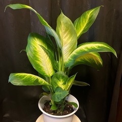 ディフェンバキア  観葉植物