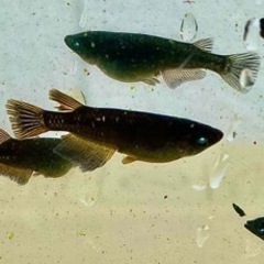 【取引完了】喪屍ゾンビ　普通目選別外　稚魚、幼魚　1匹50円の画像
