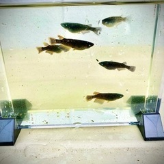 【取引完了】喪屍ゾンビ　普通目選別外　稚魚、幼魚　1匹50円の画像