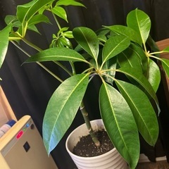 ツピタンサス  インテリアグリーン  観葉植物の画像