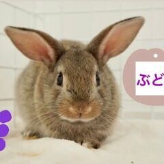 ★里親様✨募集致します★ぶどう