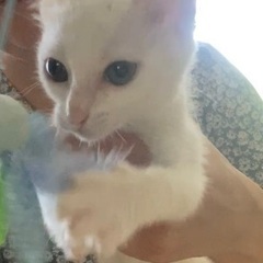 白猫のゆきちゃん