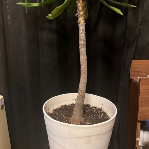 ユッカ  青年の木  観葉植物