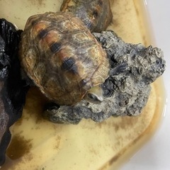 ニホンイシガメ訳あり個体