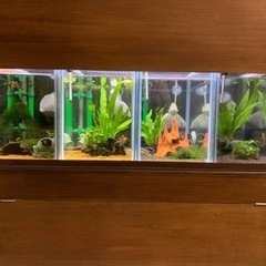 明日で〆切】水槽台+水槽5個セット APAP (ttcat) 金山の家具の