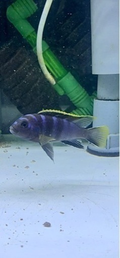 アフリカンシクリッド  ラビドクロミス　ムバンバベイ　ワイルド6㎝