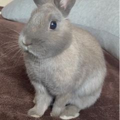 里親を探しています