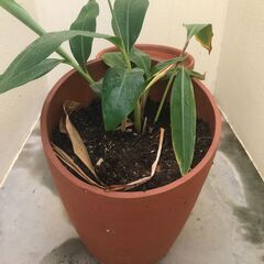 【もらってください！】月桃鉢植え・植木鉢など