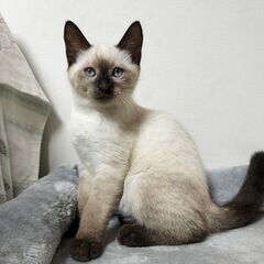 兄妹 4ヶ月　シャム柄　男の子 里親さん募集 立川