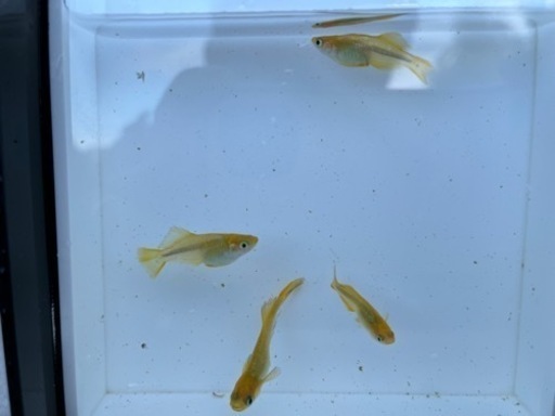 レモンスカッシュ　改良めだか