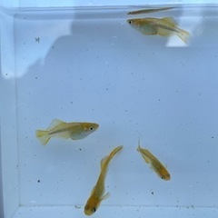 レモンスカッシュ　改良めだかの画像
