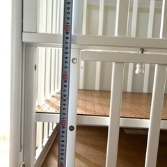 カトージ   ミニタチベット　ホワイトの画像