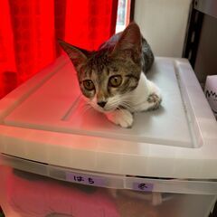 推定3か月の子猫です