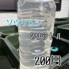 メダカ 【ゾウリムシ】 針子やミジンコの餌に！！